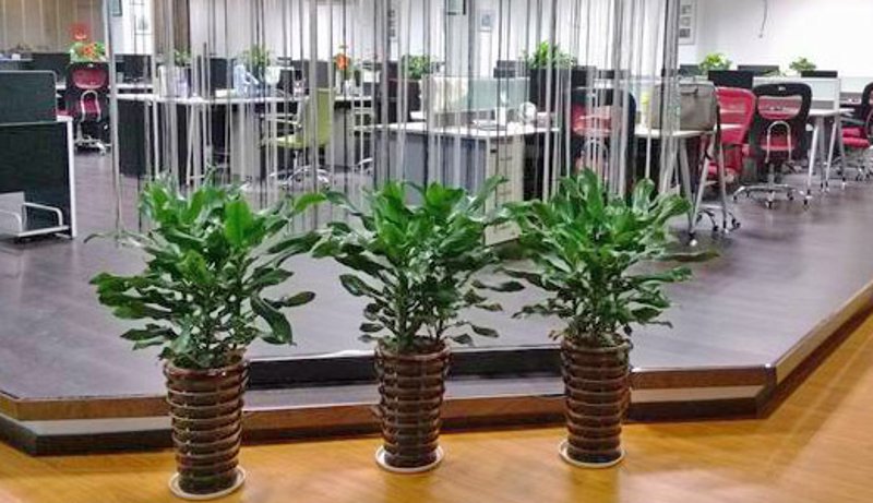 花卉租赁行业动态:打造您的温馨花漾空间