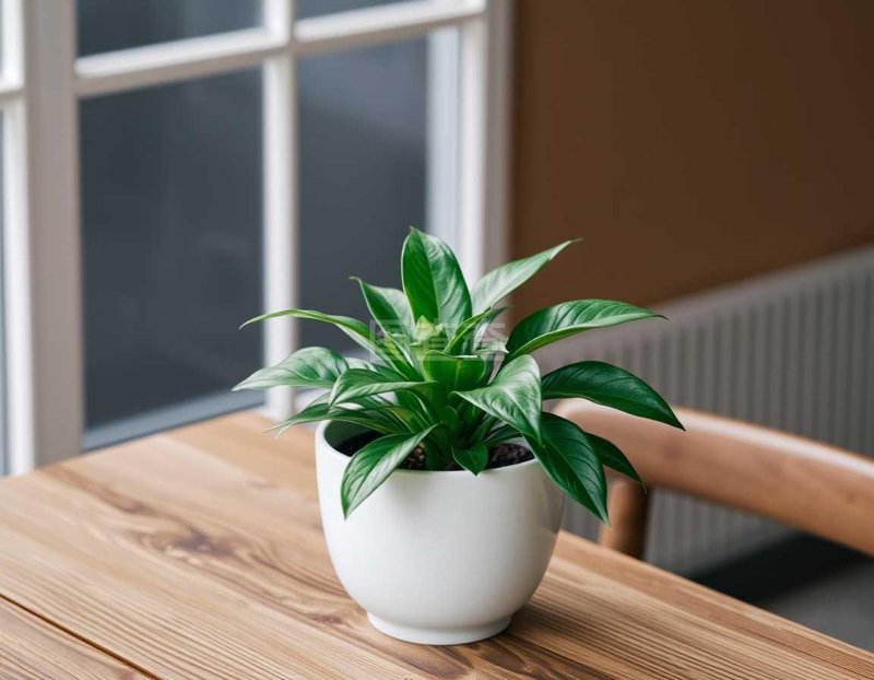打造惬意办公环境：植物租赁的魅力
