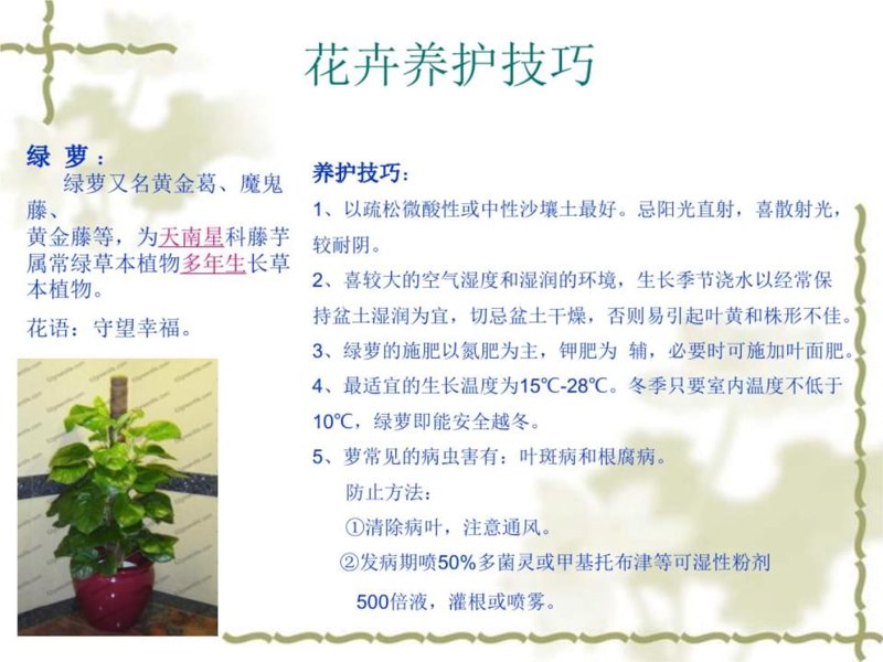 绿植租摆：让办公空间焕发新活力